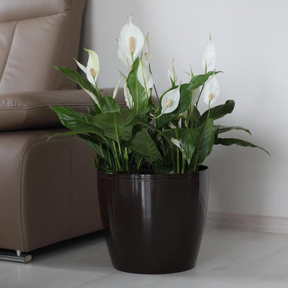Macetero Magnolia 250 Negro_2