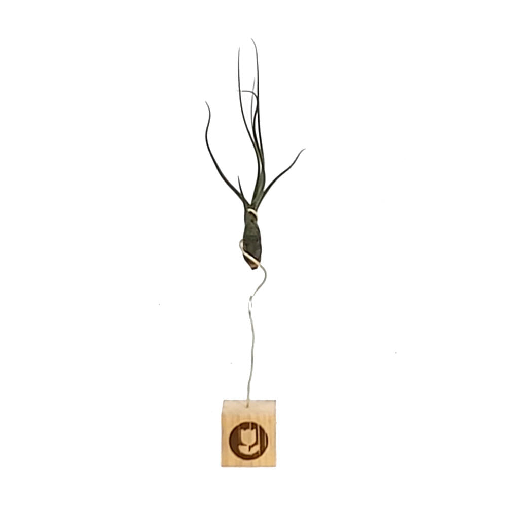 Tillandsia Butzii 16cm Largo_1