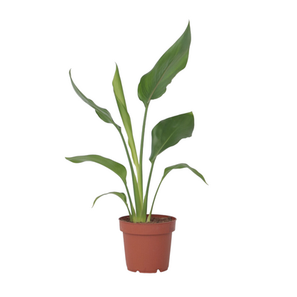 Flor Ave Del Paraíso - Strelitzia Reginea - Altura 25-40cm - ⌀9cm_0