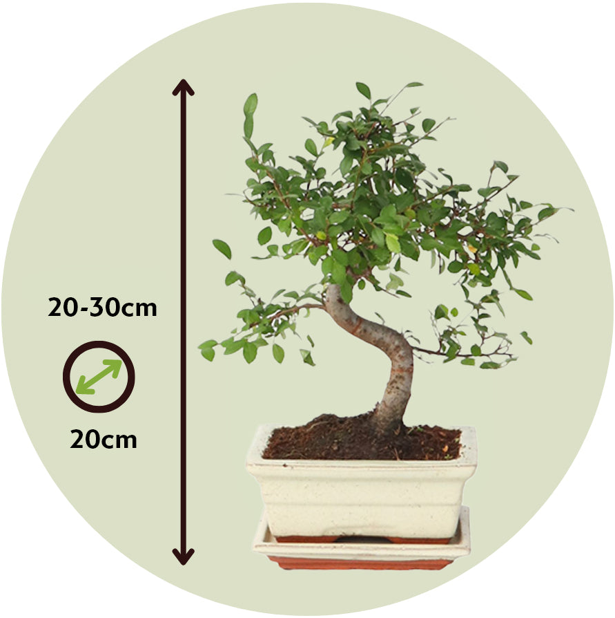 Zelcova Del Japón - Zelkova Serrata - Altura 20-30cm - ⌀20cm_2