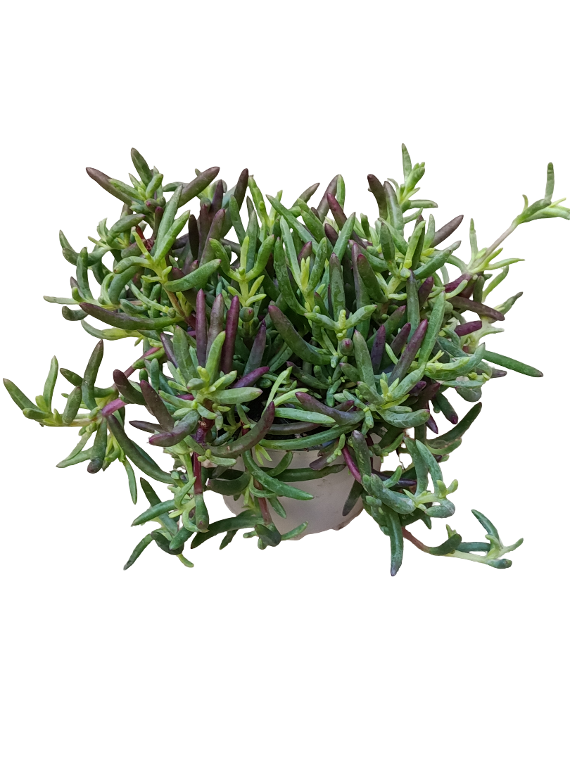 Mesem De Colores Surtidos Ø10 Planta Para Sol Colgante_0