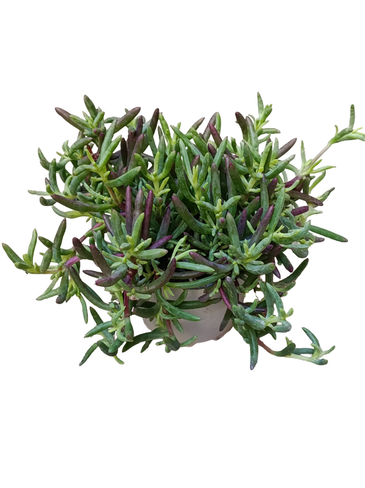 Mesem De Colores Surtidos Ø10 Planta Para Sol Colgante_0