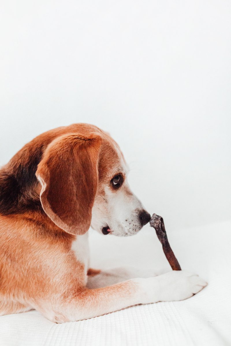 Bimordiscos Piel De Camello Para Perros · 100g_3