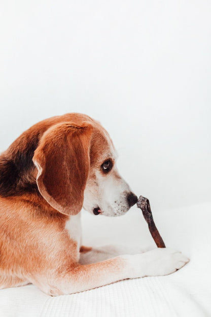 Bimordiscos Piel De Camello Para Perros · 100g_3