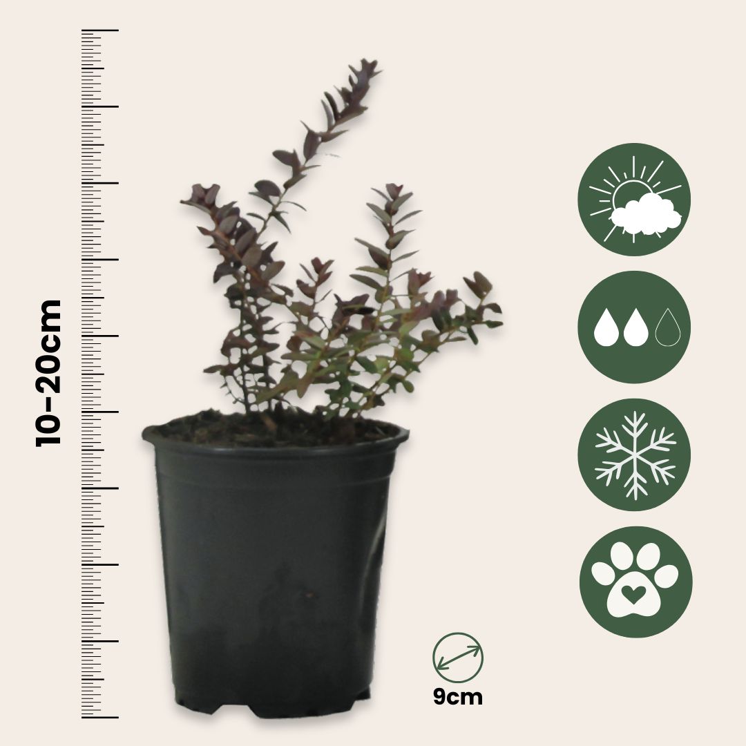 Arándano Rojo - 3 Pzs - Vaccinium Macrocarpon 'cranberry' - A10-20cm - ⌀9cm_2
