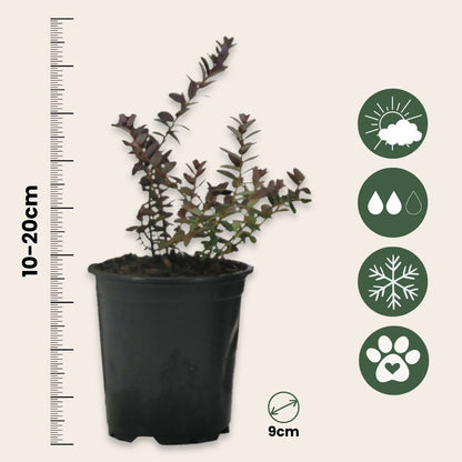 Arándano Rojo - 3 Pzs - Vaccinium Macrocarpon 'cranberry' - A10-20cm - ⌀9cm_2