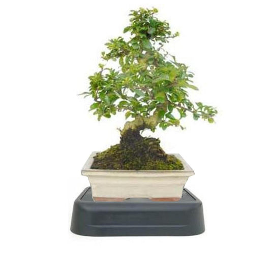 Pacote especial de irrigação para Bonsai Carmona microphylla de 8 anos