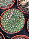 Mammillaria Compressa Cacto Ø5 Cm #plantas