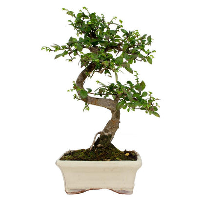 Bonsai Zelkova parvifolia 6 anos - Olmo Chinês