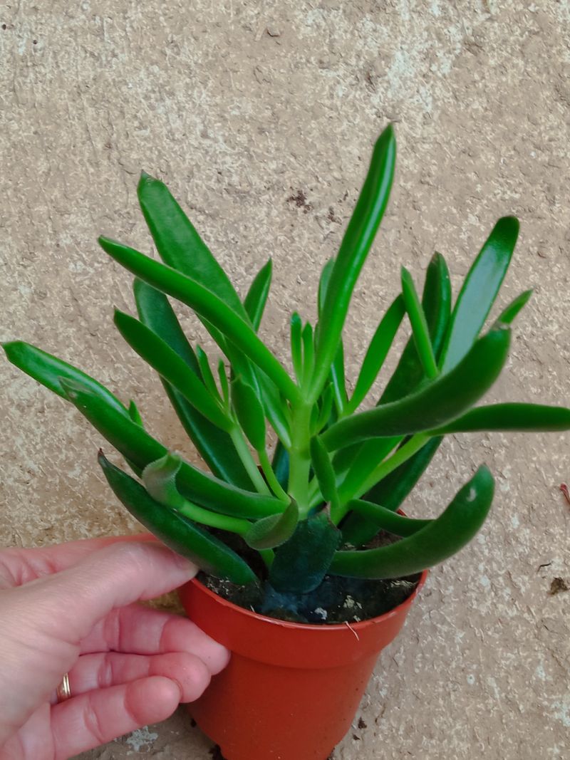 Suculentas Y Cactus Variedad #42 Planta Sin Id_0
