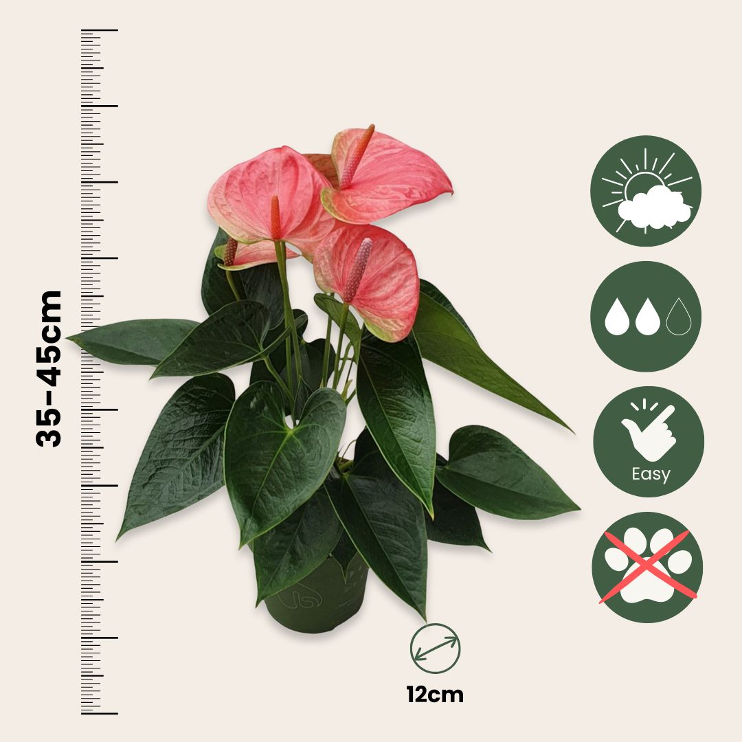 Anturio - Anthurium 'sweet Dream' - Altura 35-45cm - Ø12cm_2