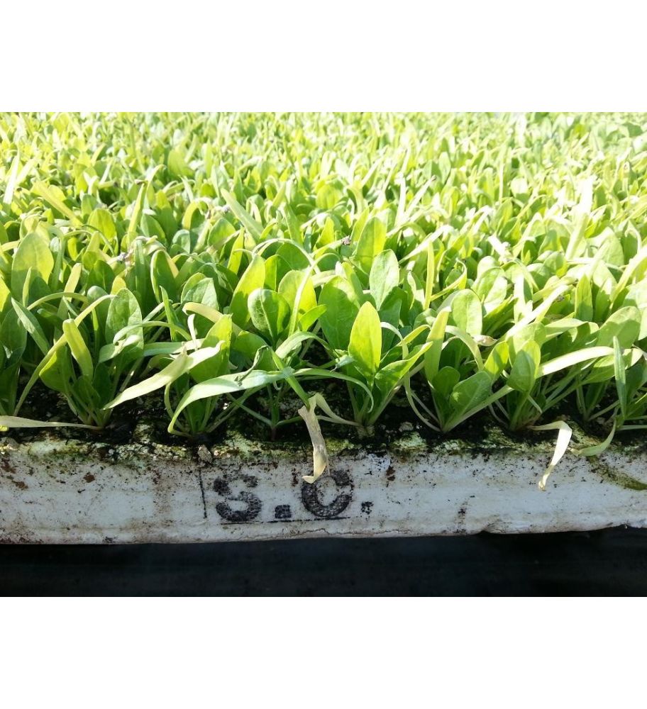 Plantón Espinacas (10 Unidades)_1