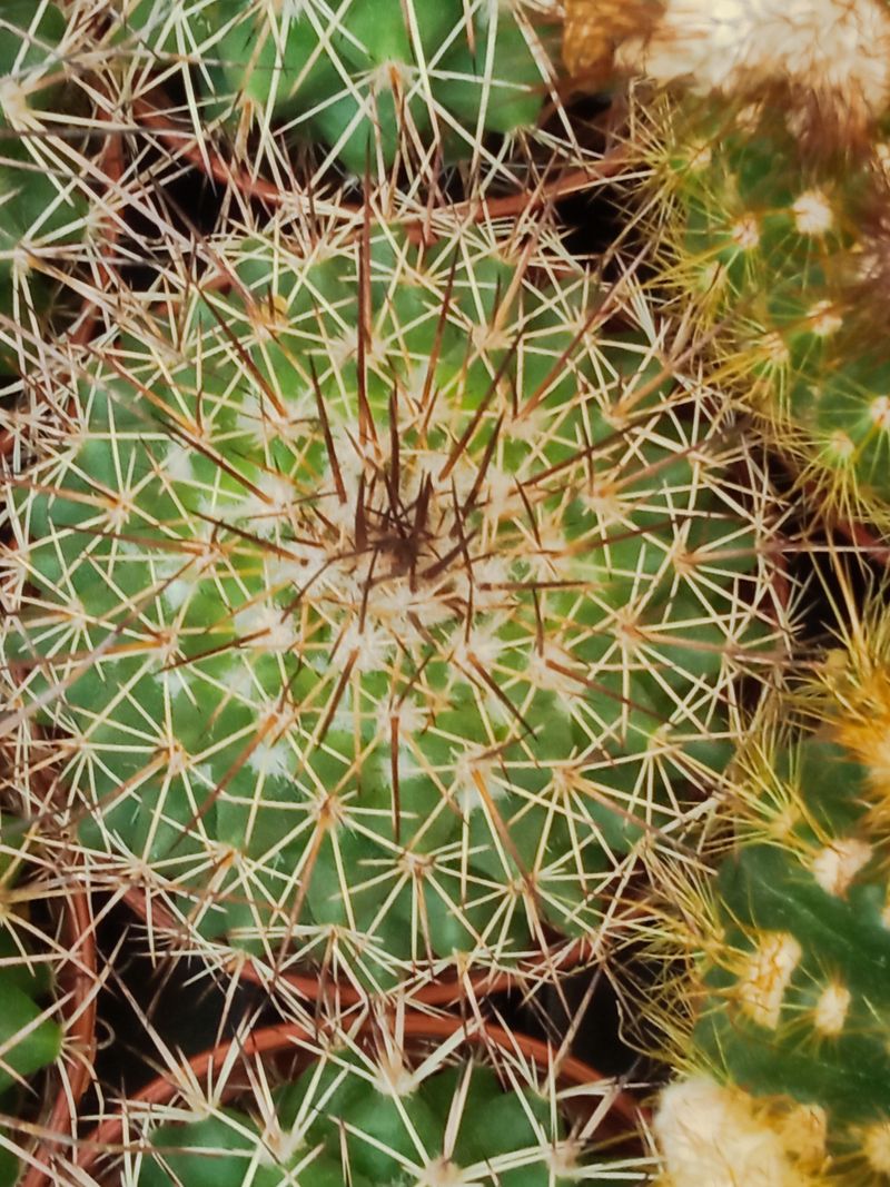 Suculentas Y Cactus Variedad #36 Planta Sin Id_0