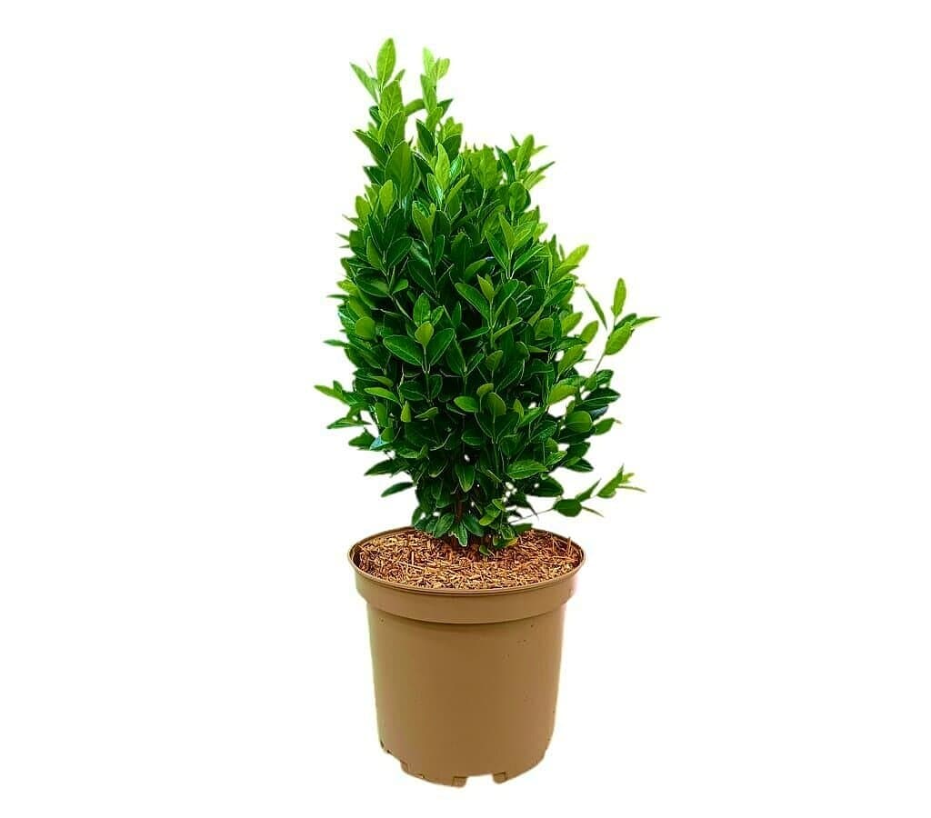 Euonymus Compacta M27_0