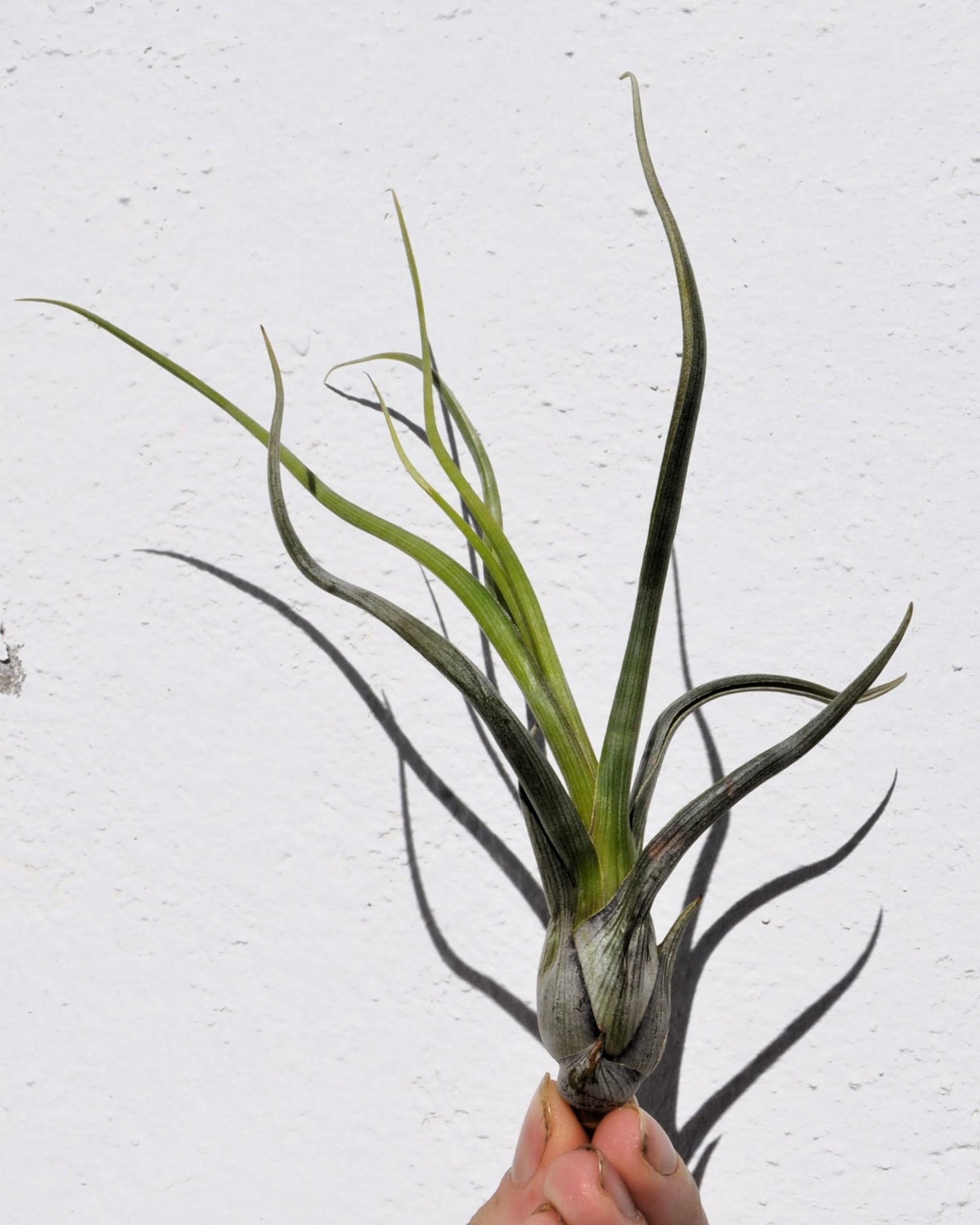 Tillandsia pseudobaileyi [M]; planta del aire, fácil cultivo; Curiosarium; altura 20-30 cm, diámetro 10-20 cm_2