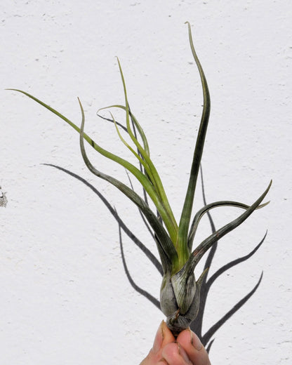 Tillandsia pseudobaileyi [M]; planta del aire, fácil cultivo; Curiosarium; altura 20-30 cm, diámetro 10-20 cm_2
