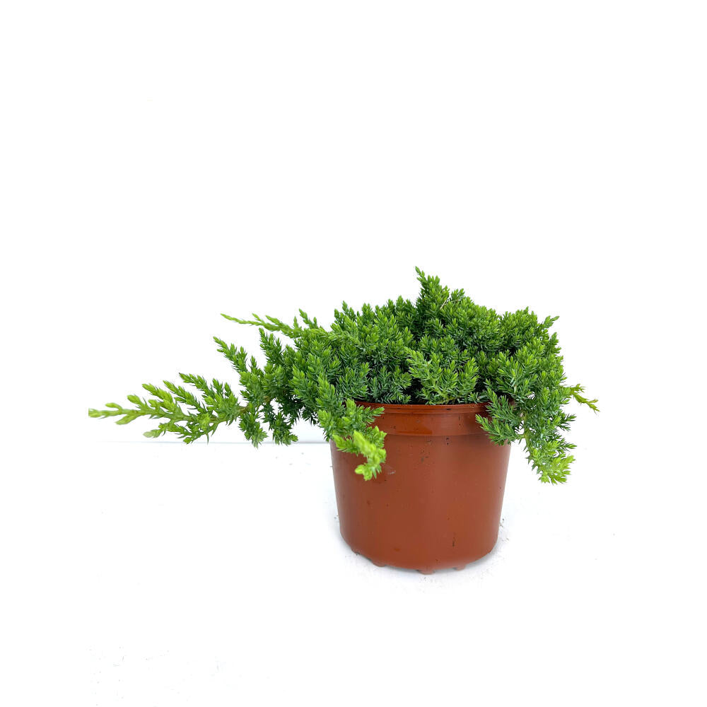 Juniperus Procumbens Nana 2.5l M17_0