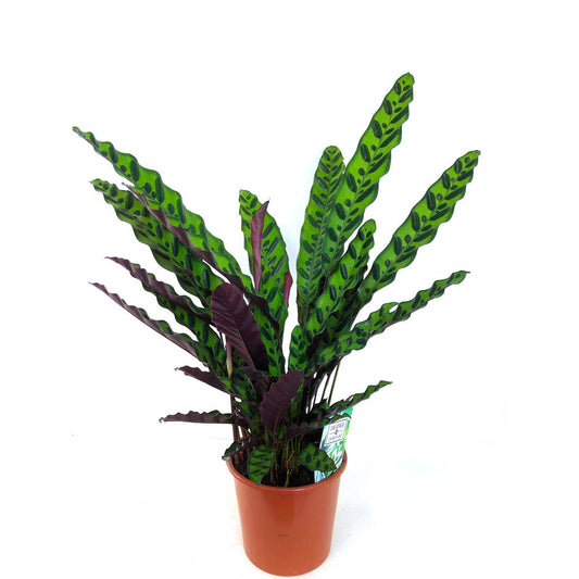 Calathea Lancifolia M17 50cm_0