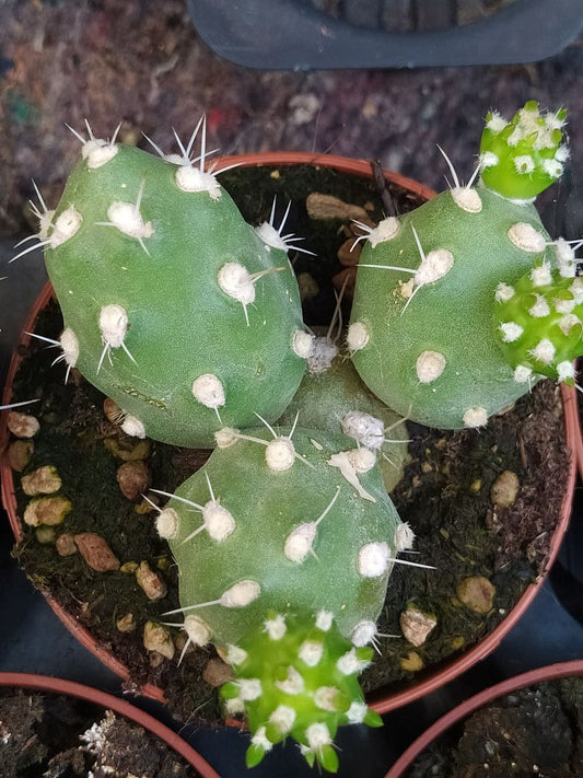 Cumulopuntia Zehnderi Planta Suculenta_0