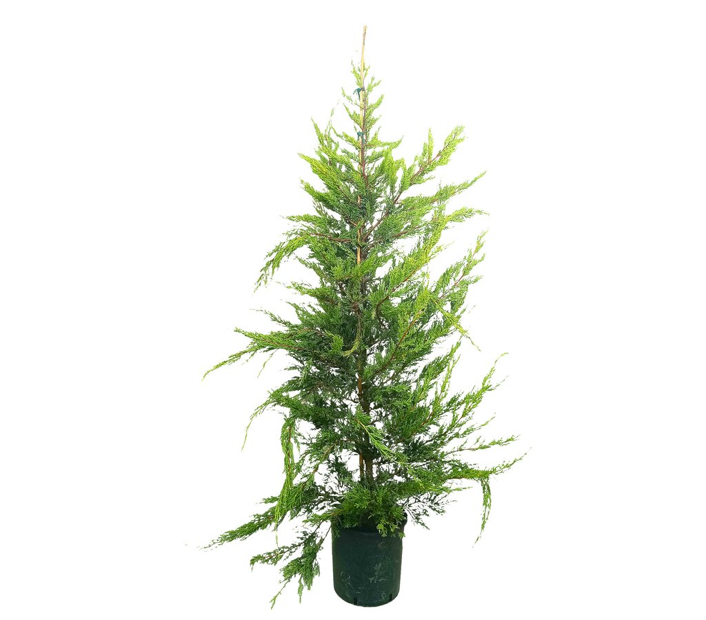 Cupressus Lambertiana M35 180-210cm_0