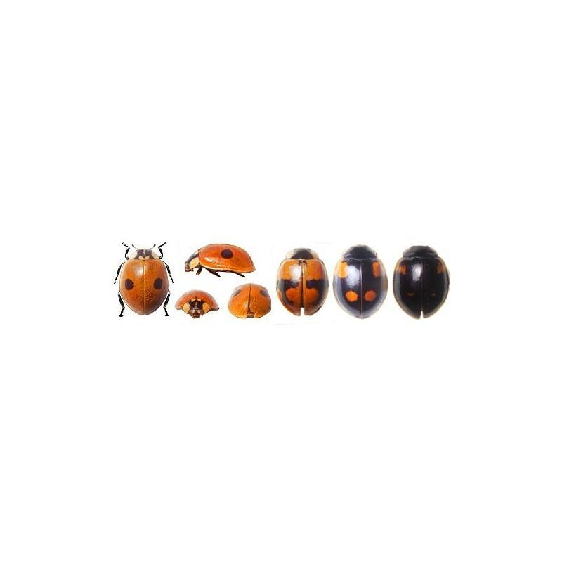 Larvas de joaninha (Adalia Bipunctata) 200 unidades