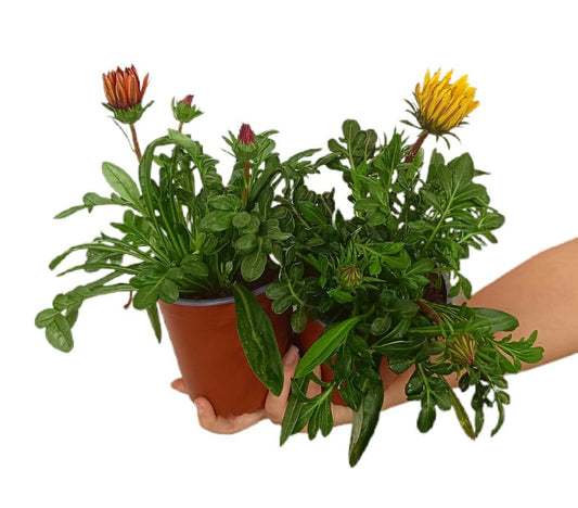 Gazania M13_0