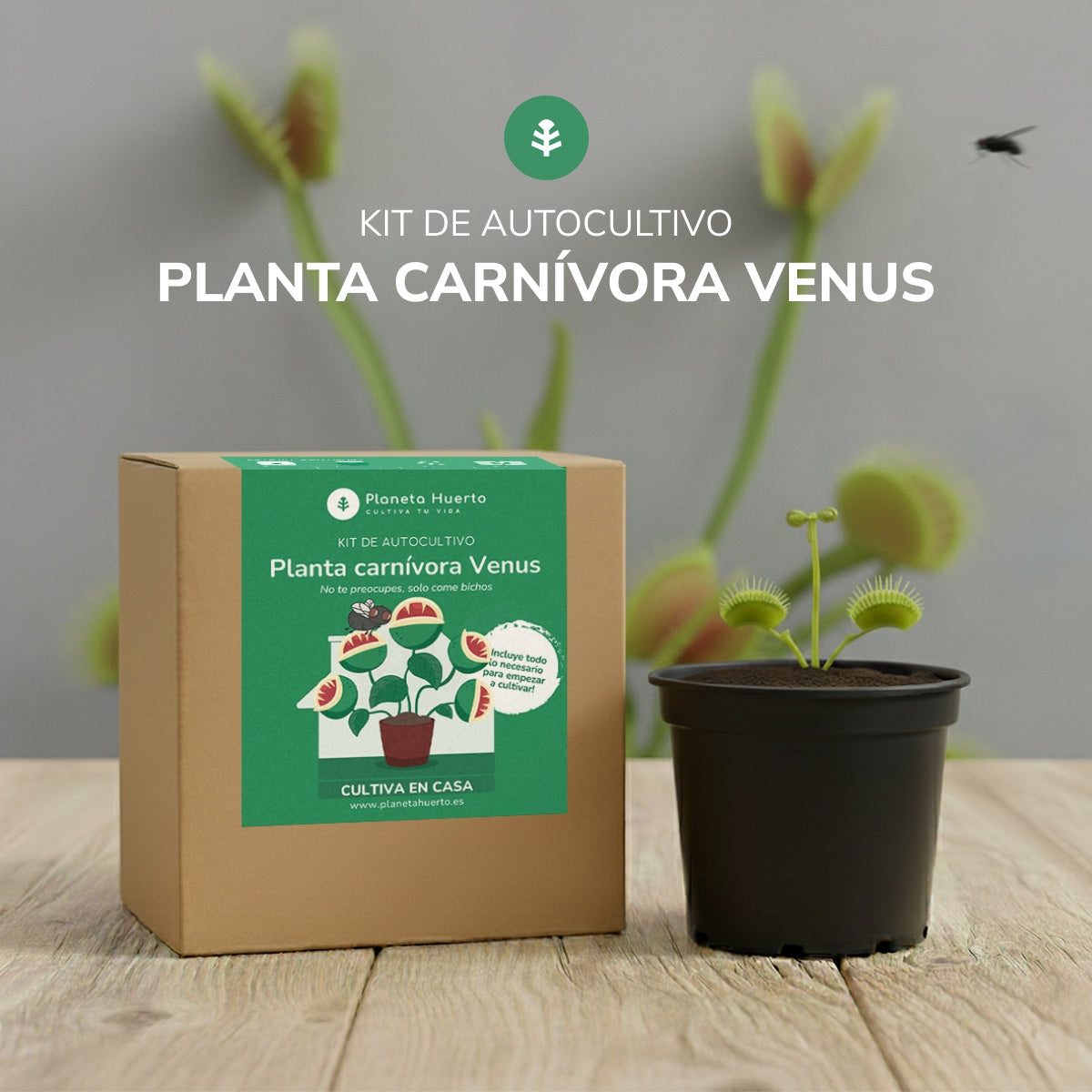 Kit de autocultivo para planta carnívora de dioneia Planeta Huerto