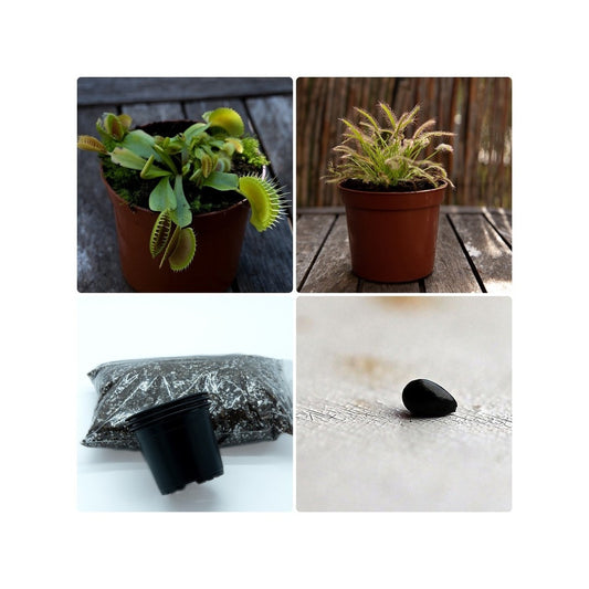 Pacote Inicial de Plantas Carnívoras