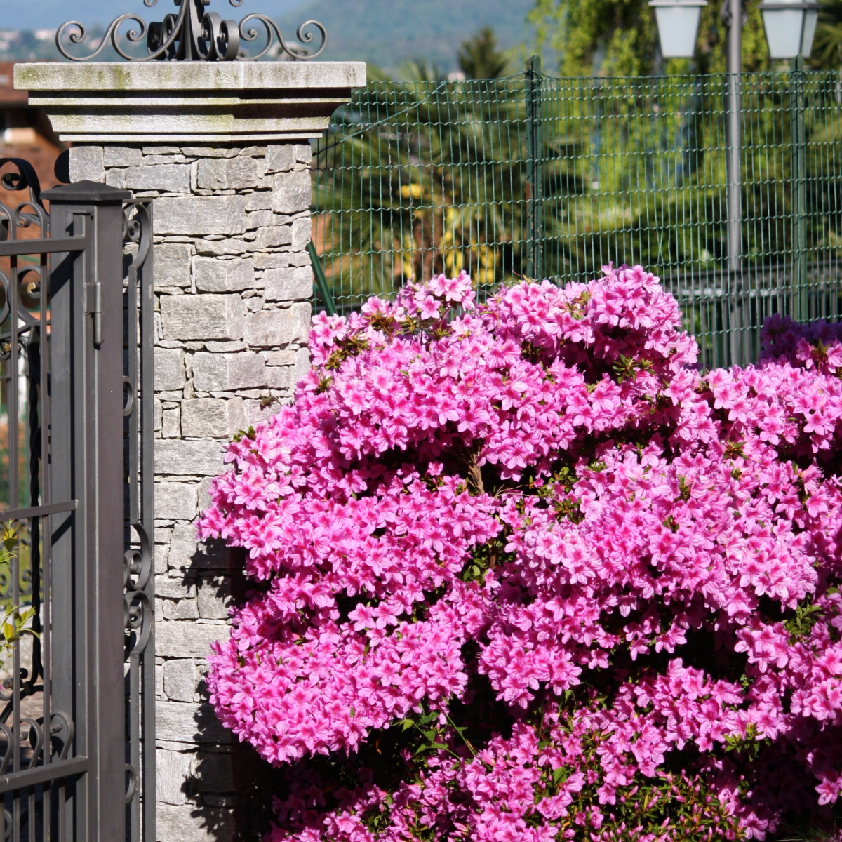 Rododendro - 2 Pzs - Rhododendron Azalea 'anouk' - Altura 25-40cm - ⌀17cm_1