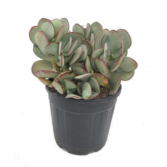 Crassula Portulaca Blue Hale M25 40cm_0