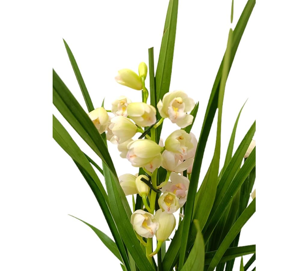 Cymbidium Variado 4 Tallos M12_1