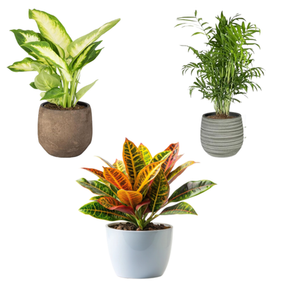 Pack 3 Plantas Naturales -filtro Natural De Aire : Croton + Dieffenbachia Camillia + Palmera Areca Ø12 Cm Alto 30-40 Cm_0