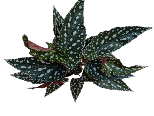 Begonia Spotlight Planta De Interior Ø12_0