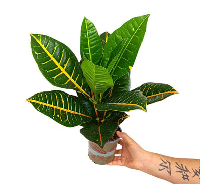 Croton Petra M13 40cm_0