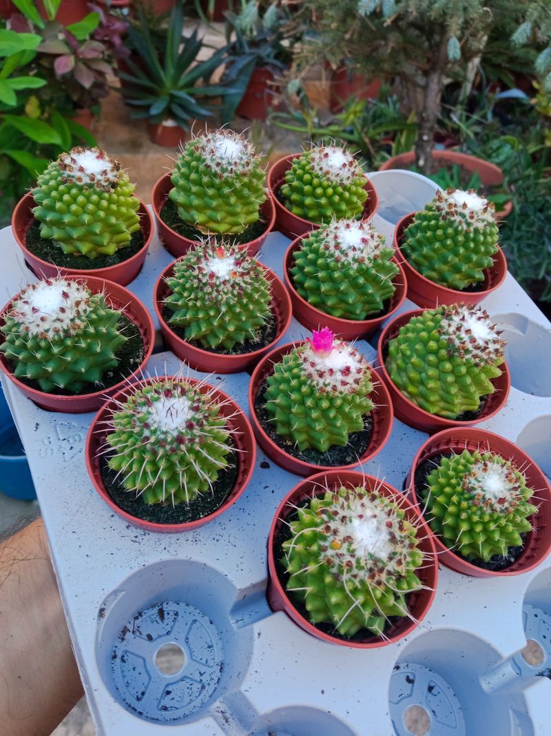 Cactus Mammillaria Magnimamma Planta Ø5 Cms_0
