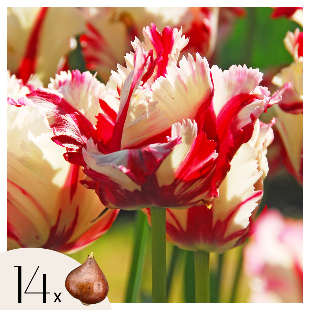Bulbos De Tulipán - 14 Pzs - Tulipa 'estella Rijnveld' - Bulbos De Flores_0