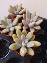 Pachyphytum Wendermanii Planta Suculenta Ø5 Cm
