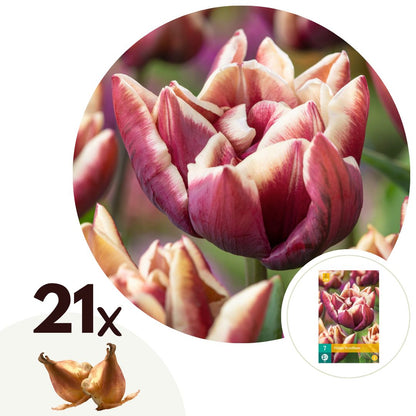 Bulbos De Tulipán - 21 Pzs - Tulipa Wyndham' - Bulbos De Flores - Púrpura_0