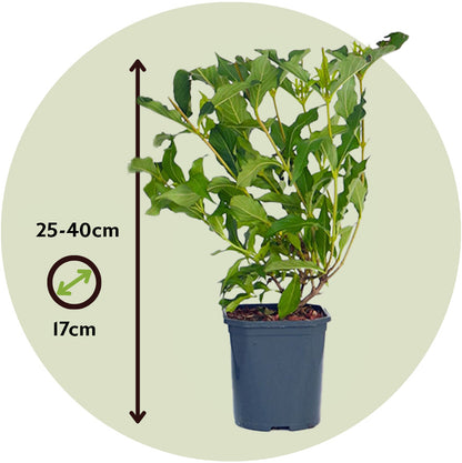 Veigela - 2 Pzs - Weigela Florida 'red Prince' - Altura 25-40cm - ⌀17cm_2