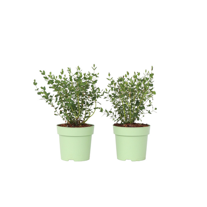 Eucalipto - 2 Pzs - Eucalyptus Parvifolia 'oliva' - Altura 35-45cm - ⌀15cm_0