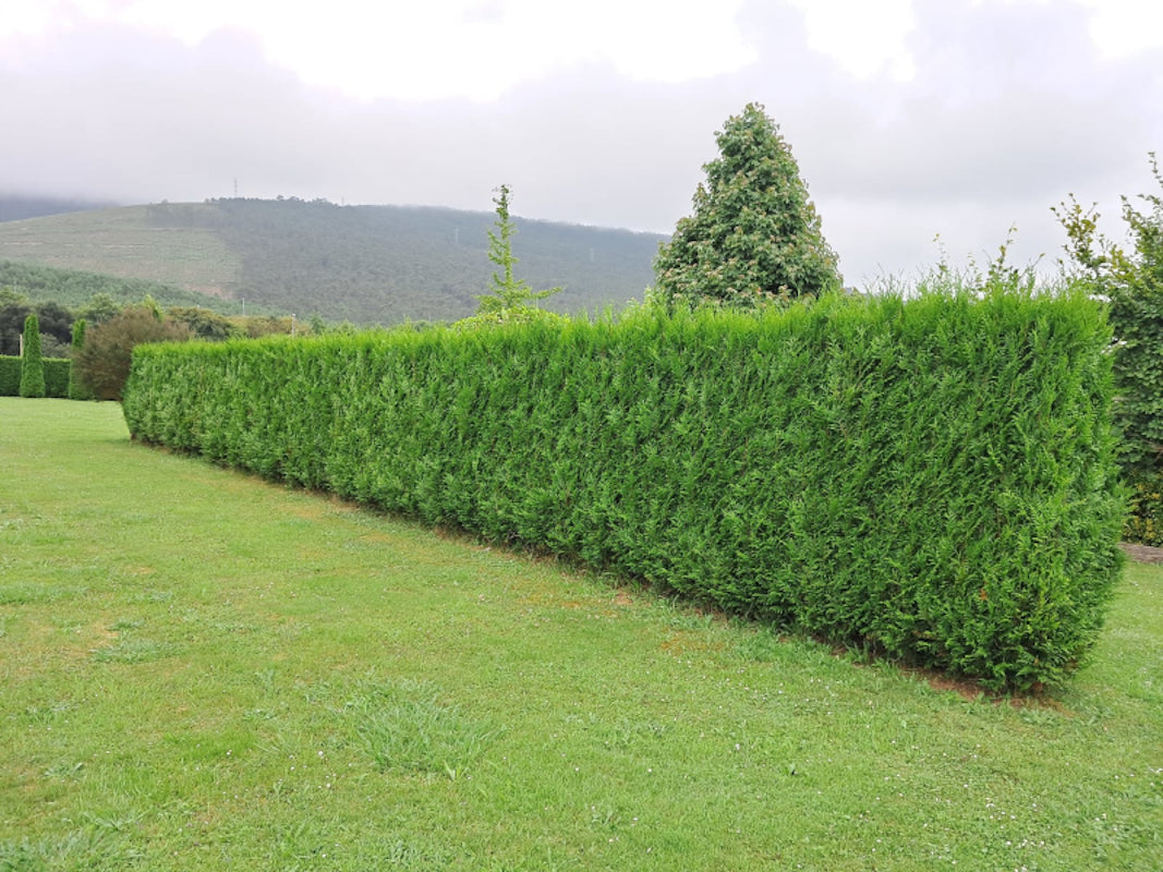 Thuja Plicata atrovirens_1
