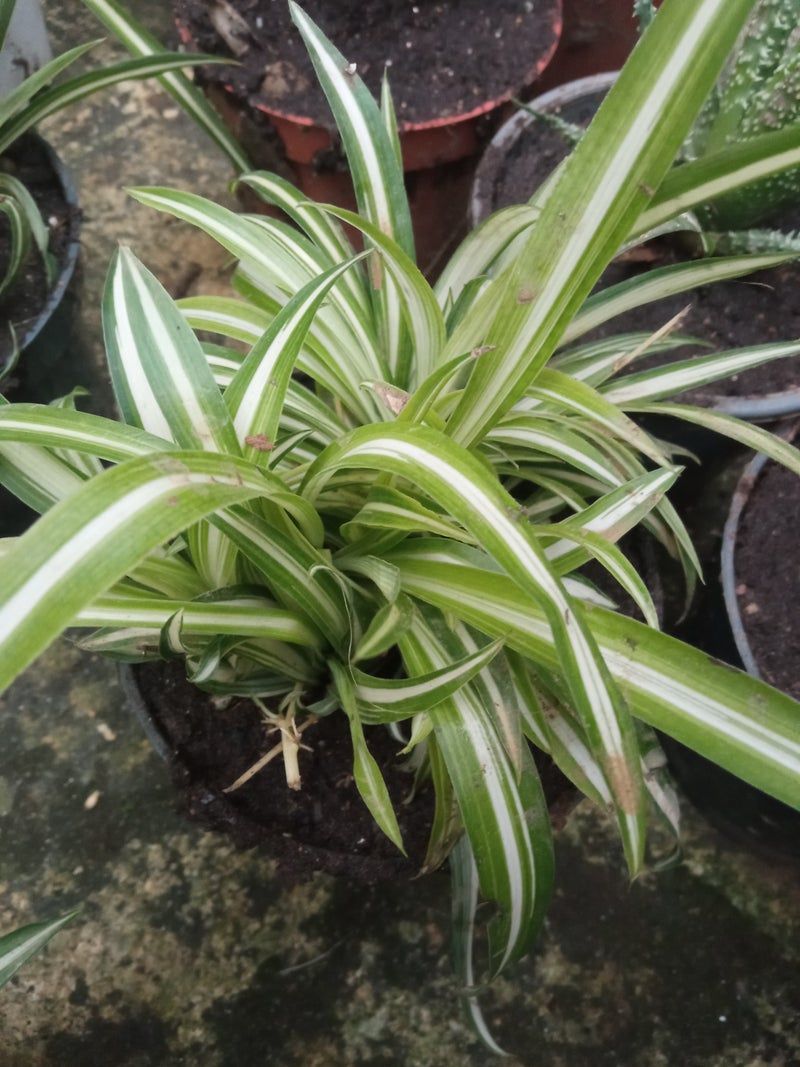 Planta De Interior Cintas Variegata Chlorophitum_0