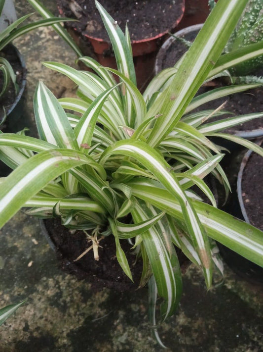 Planta De Interior Cintas Variegata Chlorophitum_0
