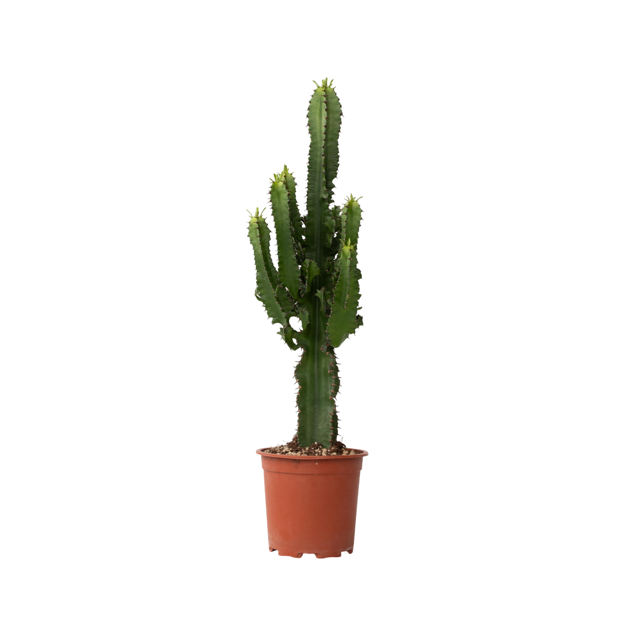 Euforbia Candelabro - Euphorbia Ingens - Altura 50-60cm - ⌀17cm_0