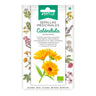Sementes medicinais orgânicas de Calendula Batlle