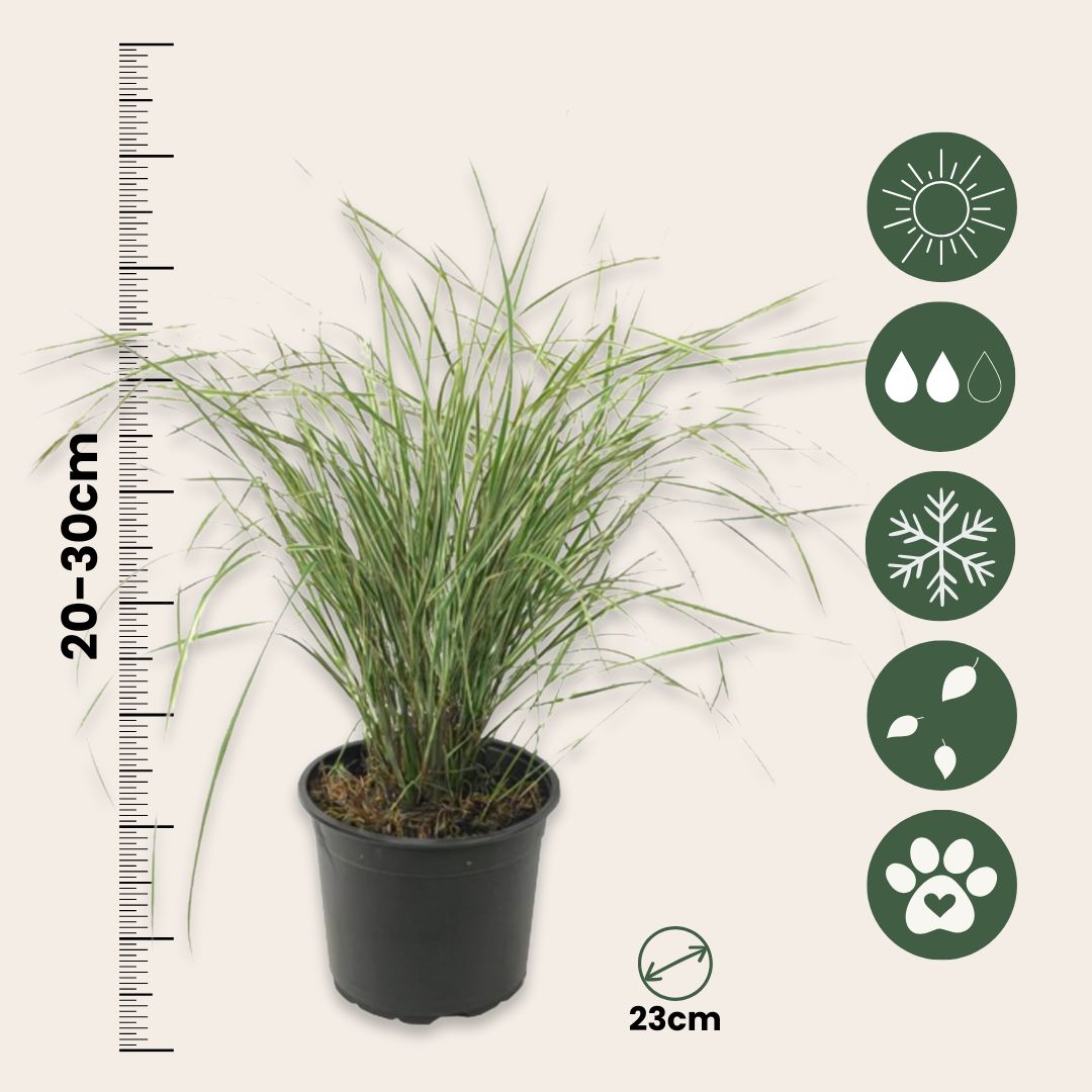 Plantas De Hierba De Caña - 2 Pzs - Calamagrostis 'overdam' - A20-30cm - ⌀23cm_2