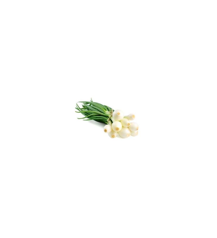 Plantón Cebolla Babosa (50 Unidades)_0