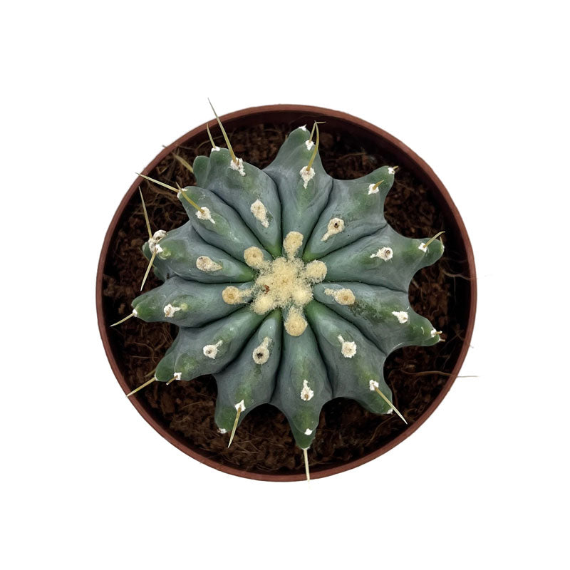 Ferocactus Glaucescens Inermis Cactus Y Suculentas M8,5 cm Ø_1