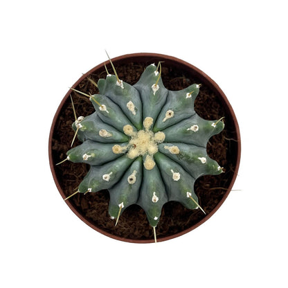 Ferocactus Glaucescens Inermis Cactus Y Suculentas M8,5 cm Ø_1