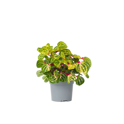 Iresina - Iresine Herbstii - Altura 20-30cm - ⌀13cm_0